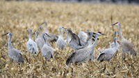 Sandhill Cranes 3606